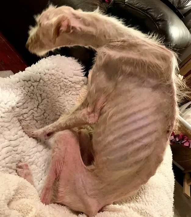 Tierquäler-Pärchen lässt Hund hungern: Haft