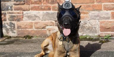 Sp&uuml;rhund mit Kamera