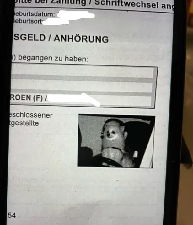 Hund hinter Lenkrad geblitzt