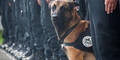 Polizeihund 'Diesel' starb bei Selbstmord-Attentat