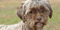 Hund mit Menschengesicht wird Internet-Star