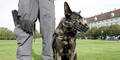 Polizeihund erschnüffelt Einbrecher