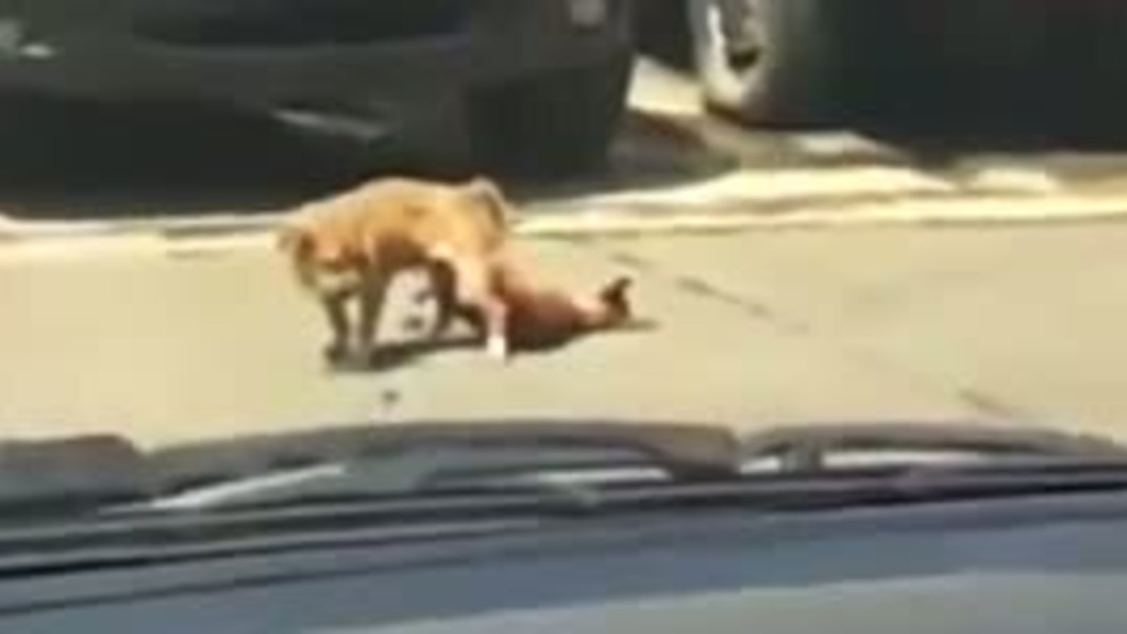 Tödlicher Orgasmus: Hund stirbt beim Sex - oe24.tv->