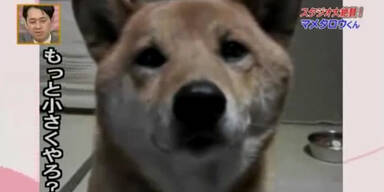 So s&uuml;&szlig;! Hund mit Lautst&auml;rkeregler!