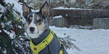 "Cooper erschossen": Ermittlungen gegen J&auml;ger