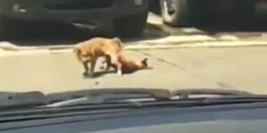 T&ouml;dlicher Orgasmus: Hund stirbt beim Sex