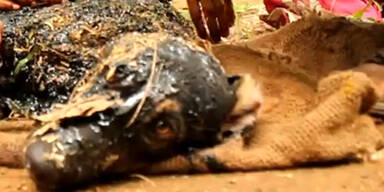 Inder retteten Hund vor Teer-Tod