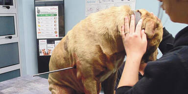 Polizist schie&szlig;t mit Pfeil auf Hund