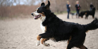 Hund "Mund-zu-Schnauze" wiederbelebt
