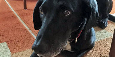 Nur Hund überlebte Massaker