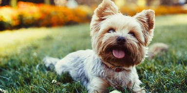 SPD will Hund "Lima" rauswerfen