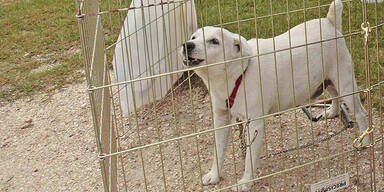 Hund auf Autobahn eingefangen