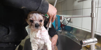 Junghund entkommt H&ouml;llen-K&auml;fig - gerettet