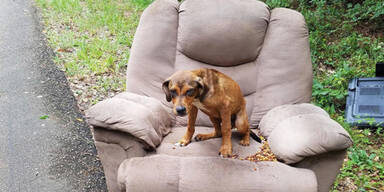 Welpe wartet auf Besitzer und verhungert fast