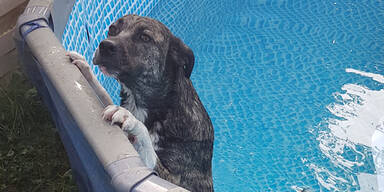 Polizisten retten unterk&uuml;hlten Hund aus Pool