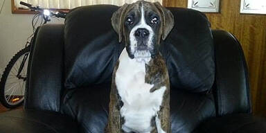 Hund stirbt qualvoll auf Flugreise