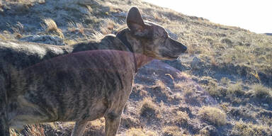 Frau ger&auml;t mit Hund in heimt&uuml;ckische Falle