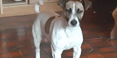 Flugausfall: Hund soll Entsch&auml;digung bekommen