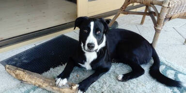 Tiroler J&auml;ger erschie&szlig;t versehentlich H&uuml;ndin 'Lara'