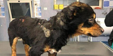 Mit Feuer! Teenager-Bande qu&auml;lte kleinen Hund