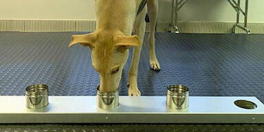 Hunde k&ouml;nnen Corona erschn&uuml;ffeln
