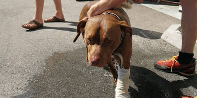 Hund von Wanderern wurde von Kreuzotter gebissen