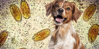 Achtung Hundebesitzer: T&ouml;dliche Gefahr kann im Garten lauern