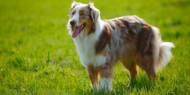Australian Shepherd