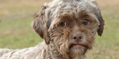 Hund mit Menschengesicht wird Internet-Star