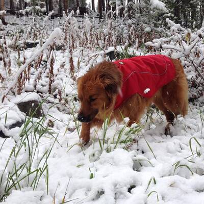 Winter-Wonderland in Colorado