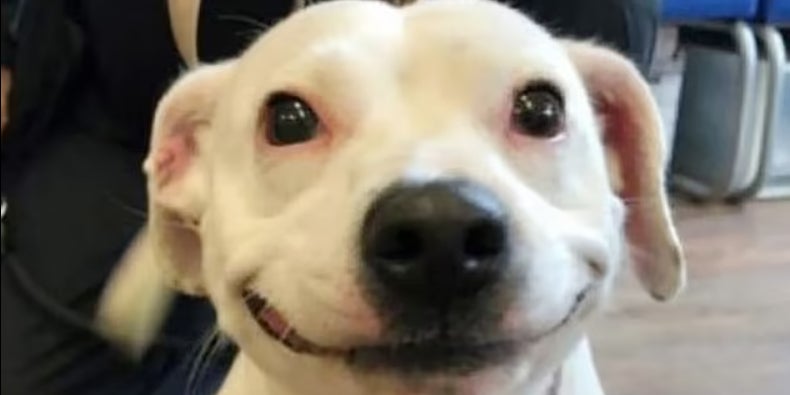 Künstler malt mit Hundekot Putin-Portrait