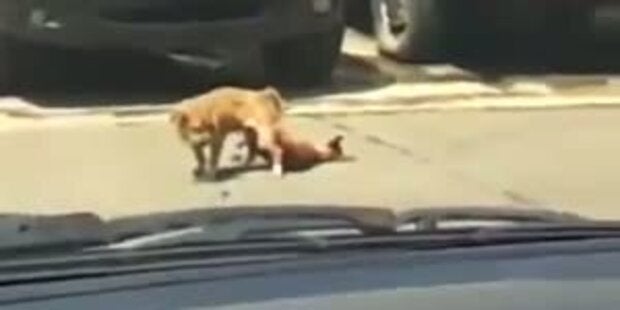 Tödlicher Orgasmus: Hund stirbt beim Sex