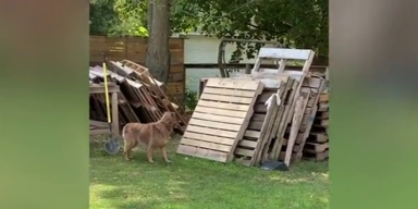 hund.png