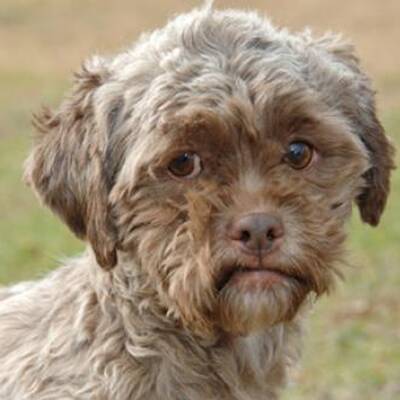 Hund mit Menschengesicht wird Internet-Star