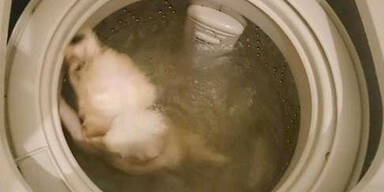 Tierquäler steckt Hund in Waschmaschine