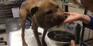 Kopf eines Hundes wird groß wie ein Ballon