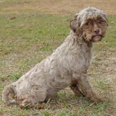 Hund mit Menschengesicht wird Internet-Star