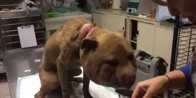 Kopf eines Hundes wird groß wie ein Ballon