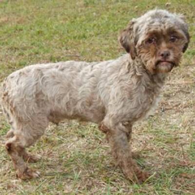 Hund mit Menschengesicht wird Internet-Star