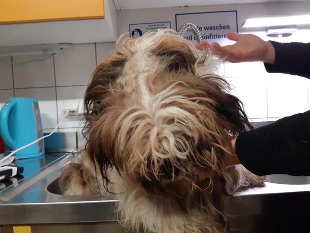 Junghund entkommt Höllen-Käfig - gerettet