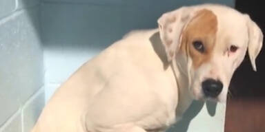 "Herrl" log, damit Tierarzt seine H&uuml;ndin einschl&auml;fert