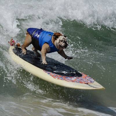 Surfende Hunde in Kalifornien