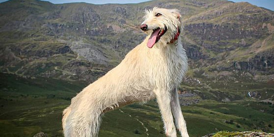 Tierquäler-Pärchen lässt Hund hungern: Haft