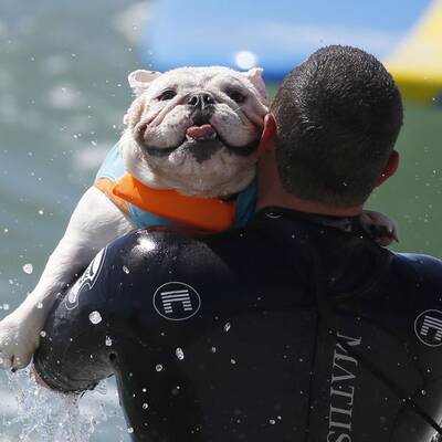 Surfende Hunde in Kalifornien