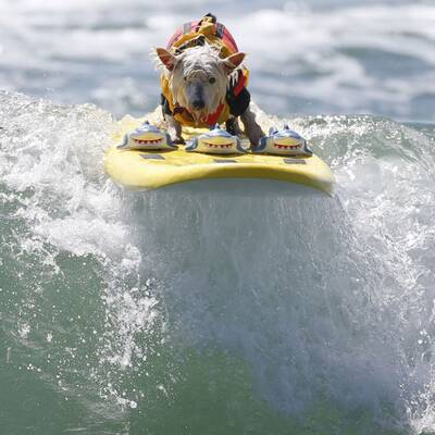 Surfende Hunde in Kalifornien