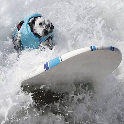 Surfende Hunde in Kalifornien