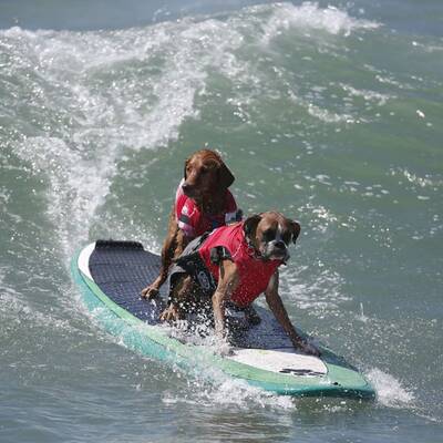 Surfende Hunde in Kalifornien
