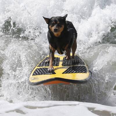 Surfende Hunde in Kalifornien