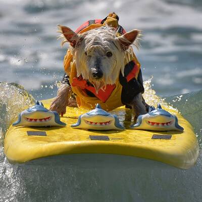 Surfende Hunde in Kalifornien