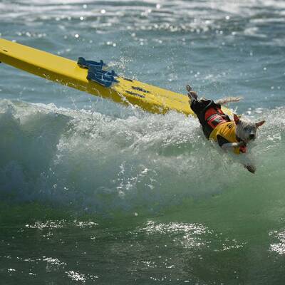 Surfende Hunde in Kalifornien